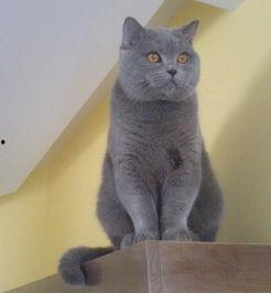 蓝猫娱乐圈吃瓜,揭秘明星幕后吃瓜大揭秘  第2张